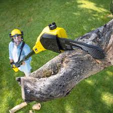 Best Seasonal Cleanup (Spring/Fall)  in Cahokia, IL